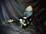 Item 3. Taxidermy magpie