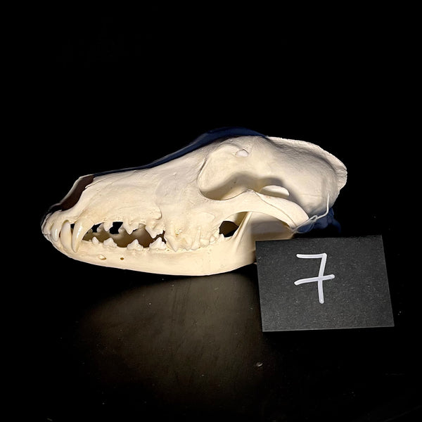 Item 7. Greyhound skull