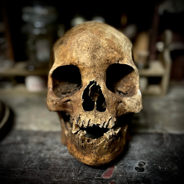 Human skull with mandible