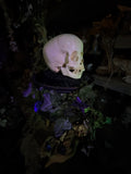 Human child skull