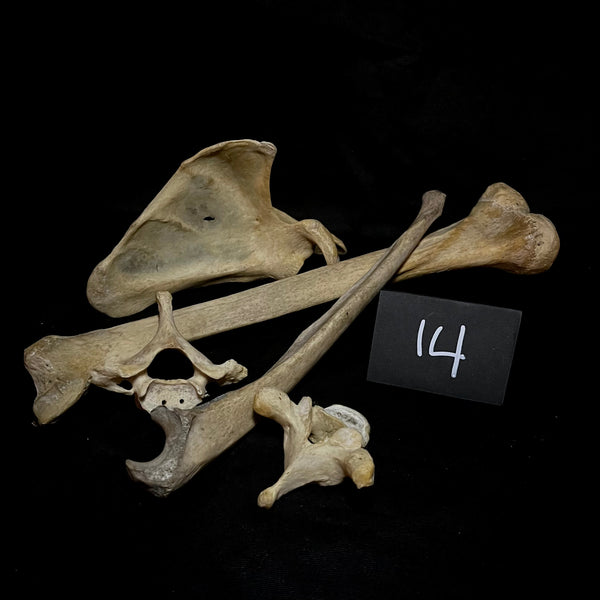 Item 14. Human bone lot
