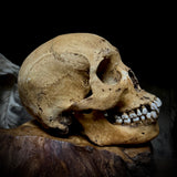 Human skull with mandible