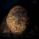 Item 8. Human skull