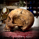 Human skull