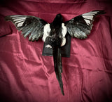 Taxidermy magpie