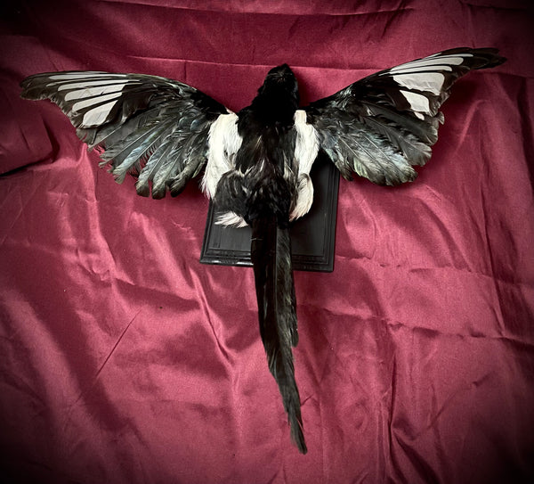 Taxidermy magpie