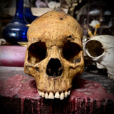 Human skull