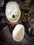 Medically prepared human skull