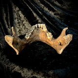 A mandible