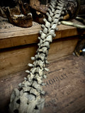 Articulated human spine