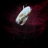 “Mink skull” in a glass dome