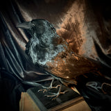 Item 2. Taxidermy crow