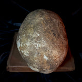Item 11. Human skull