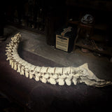 Articulated human spine and sacrum
