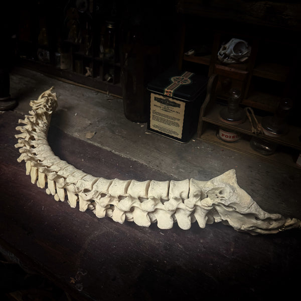 Articulated human spine and sacrum