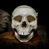 Human child skull