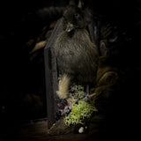 Taxidermy “Duckling in mini coffin”