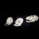 Deformed Piglet Skull