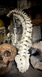 Articulated human spine