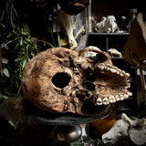 A human skull with mandible