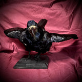 Taxidermy rook