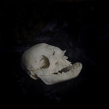 Deformed piglet Skull