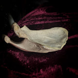 Adam Rouilly Human scapula (shoulder blade)