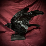 Taxidermy crow