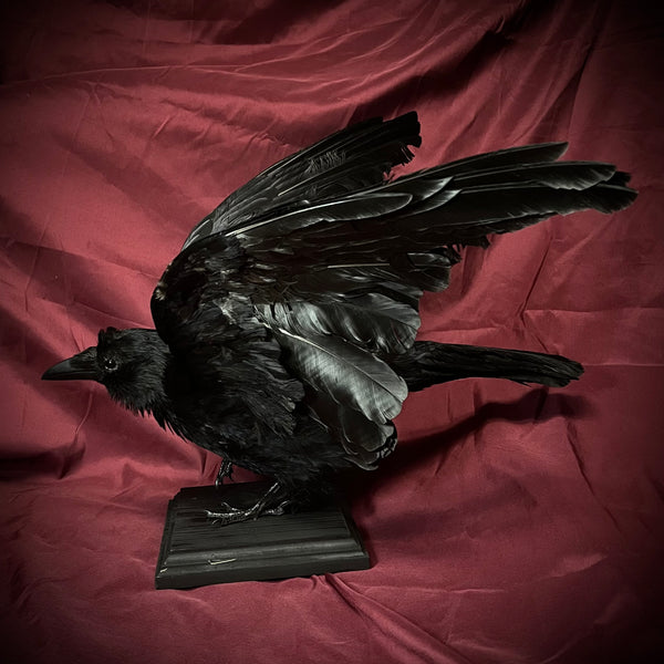 Taxidermy crow