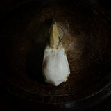 Hornbill Skull