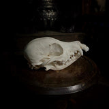 Dog Skull (with prominent overbite)