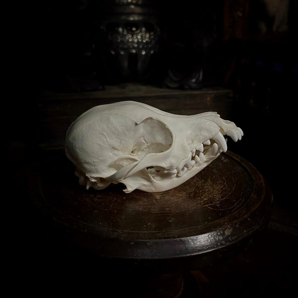 Dog Skull (with prominent overbite)