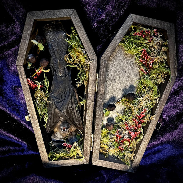 Taxidermy Fruit Bat - Mini Curio Coffin