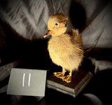 Item 11. Taxidermy duckling