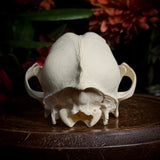 Dog Skull - “Mongrel” With Prominent Underbite