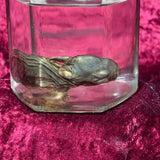 Wet Specimen “Juvenile Rabbit Kit”