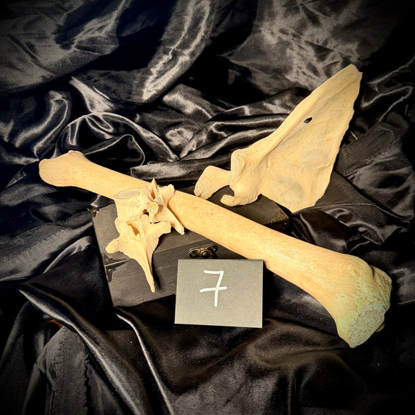 Item 7. Human bone lot