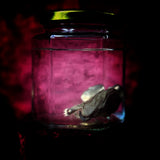 Wet Specimen “Juvenile Rabbit Kit”
