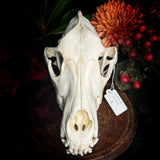 Dog Skull - A Female “Slovak Cuvac”