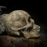 Human skull with mandible
