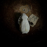 Ferret Skull