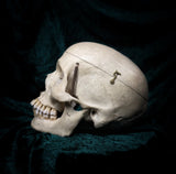 Medically prepared human skull