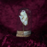 “Hedgehog skull” in a glass dome