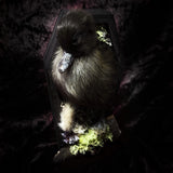 Taxidermy “Duckling in mini coffin”