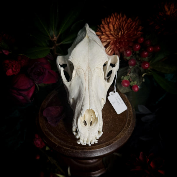 Dog Skull - A Female “Slovak Cuvac”