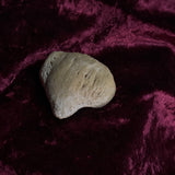 Adam Rouilly Human Kneecap