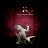 Wet Specimen “Leopard Gecko”