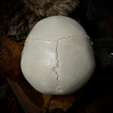 Human child skull