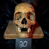 Item 20. Human skull with mandible