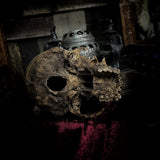 Human skull
